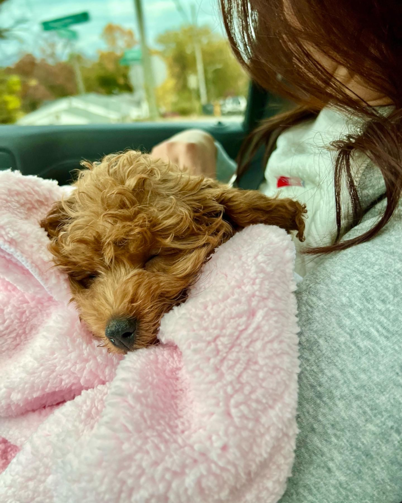 Cavapoo Pup