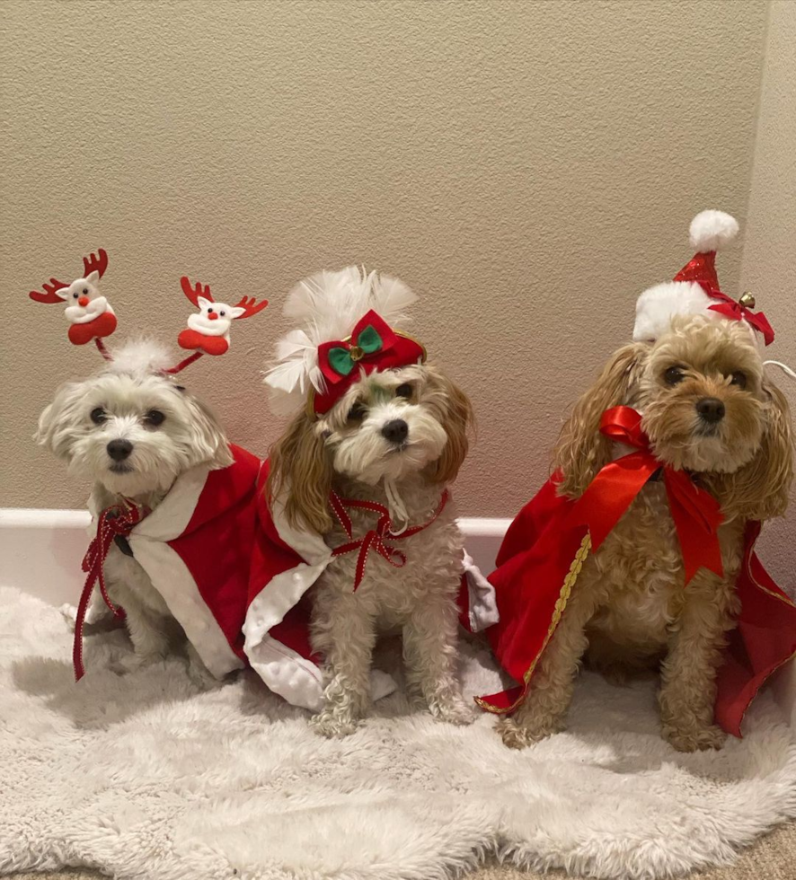 Los Angeles Cavachon Pup