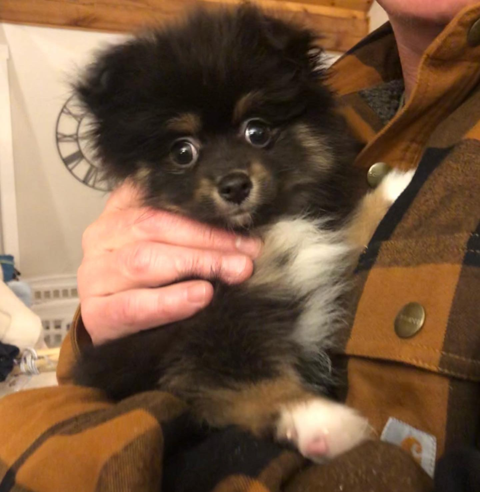 Cute Pomeranian Pup in Loudon NH