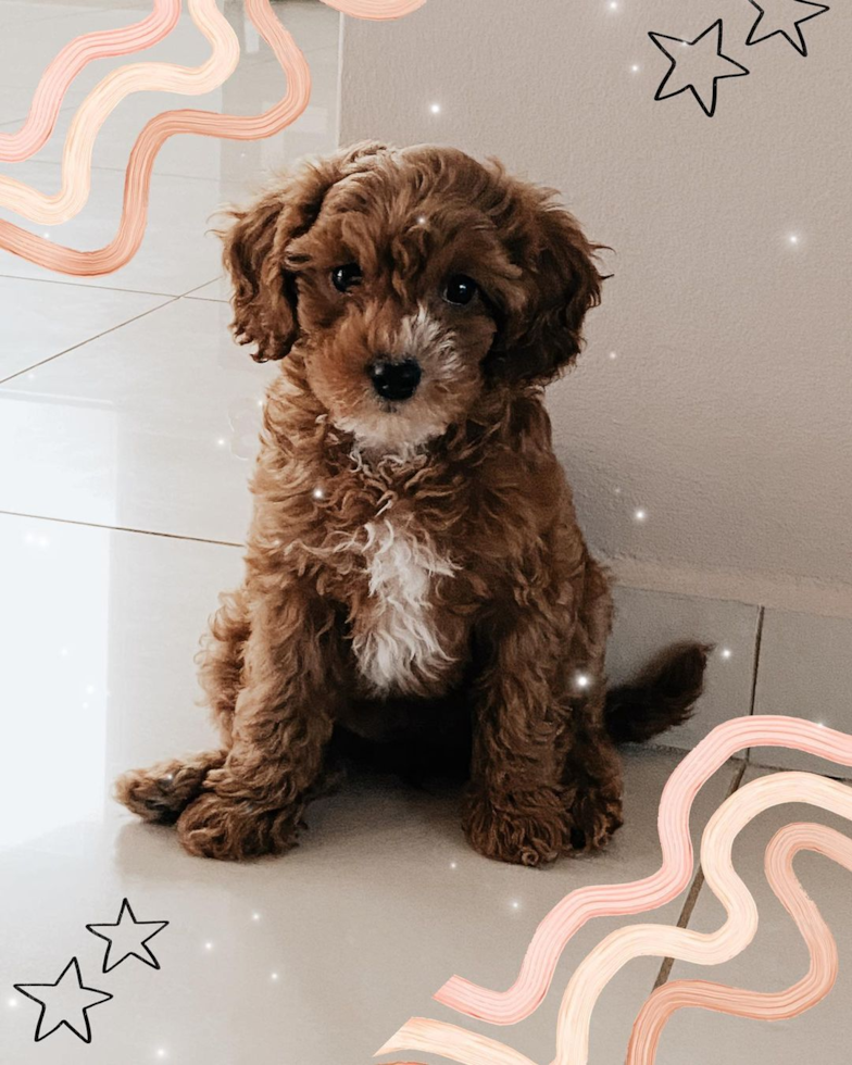 Petite Cavapoo Poodle Mix Pup