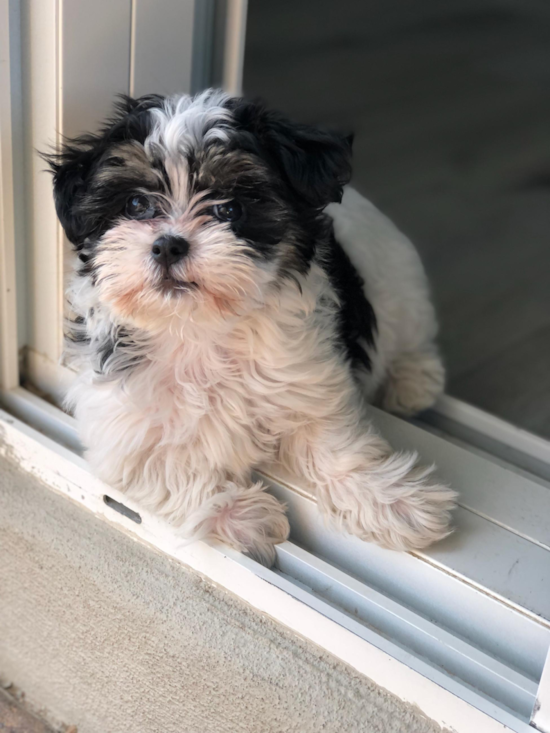 Friendly Teddy Bear Pup