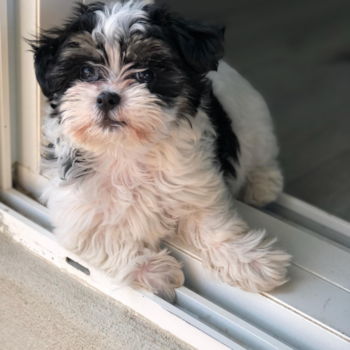 Friendly Teddy Bear Pup