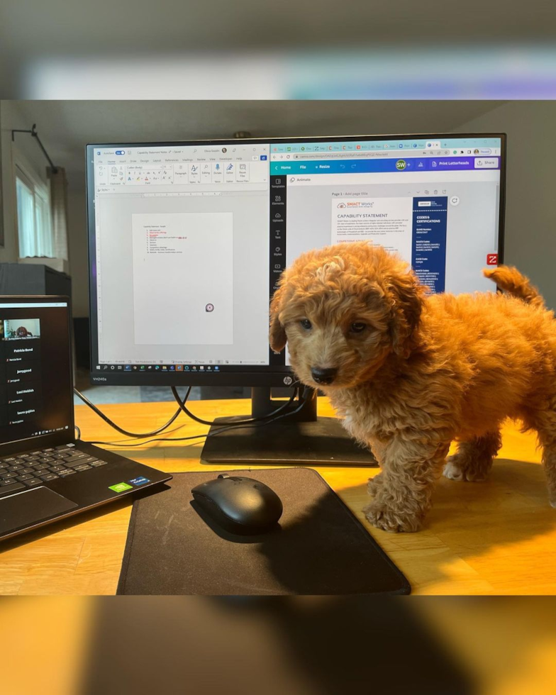 Mini Goldendoodle Being Cute