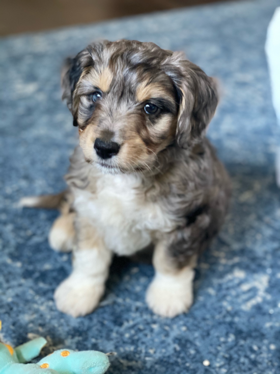 Small Aussiechon Pup in San Ramon CA