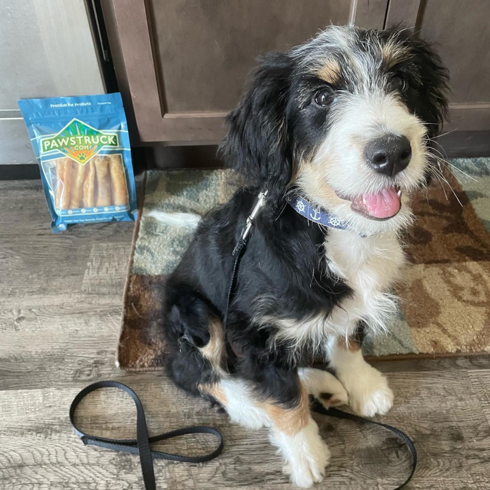 Suffolk Mini Bernedoodle Pup