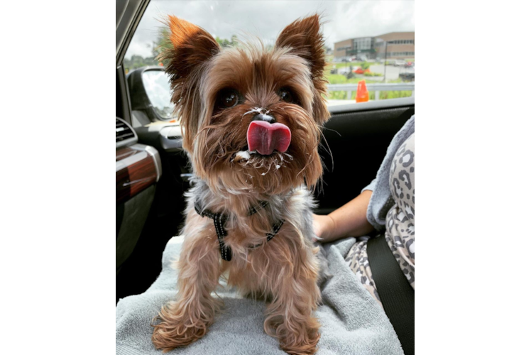 Cavapoo Puppy for Adoption