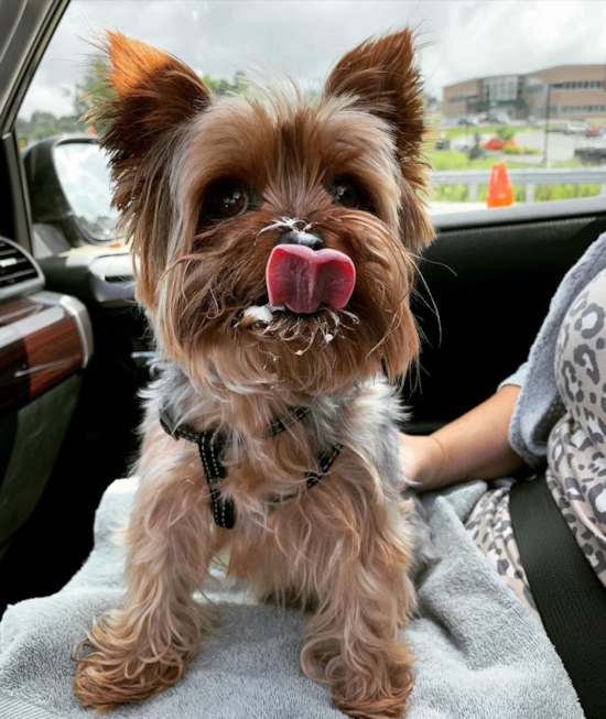 Funny Cavapoo Poodle Mix Pup