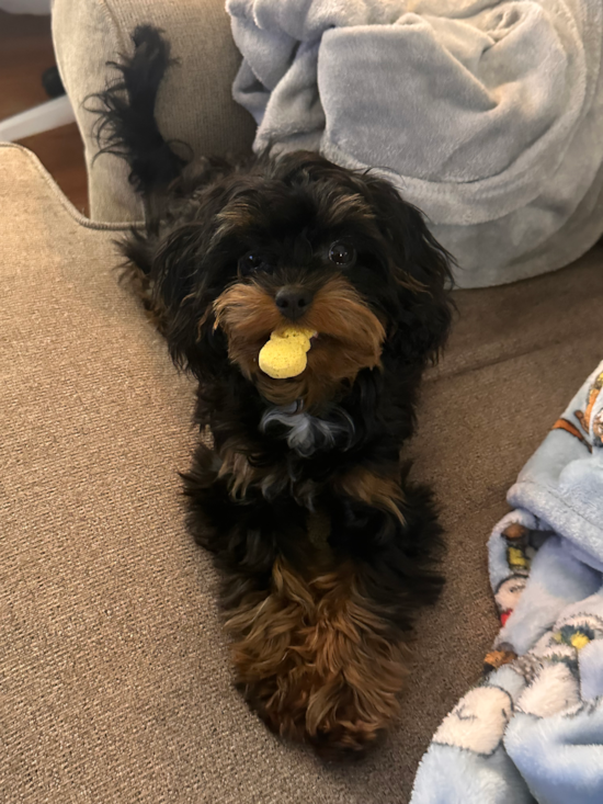 Cavapoo