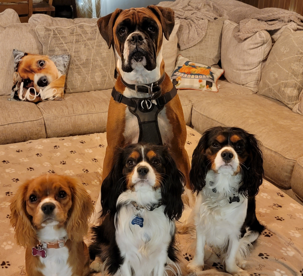 Barneveld Cavalier King Charles Spaniel Pup