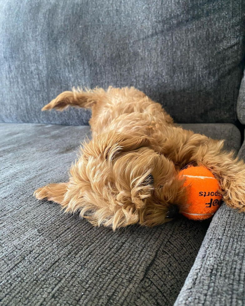 Cavapoo Being Cute