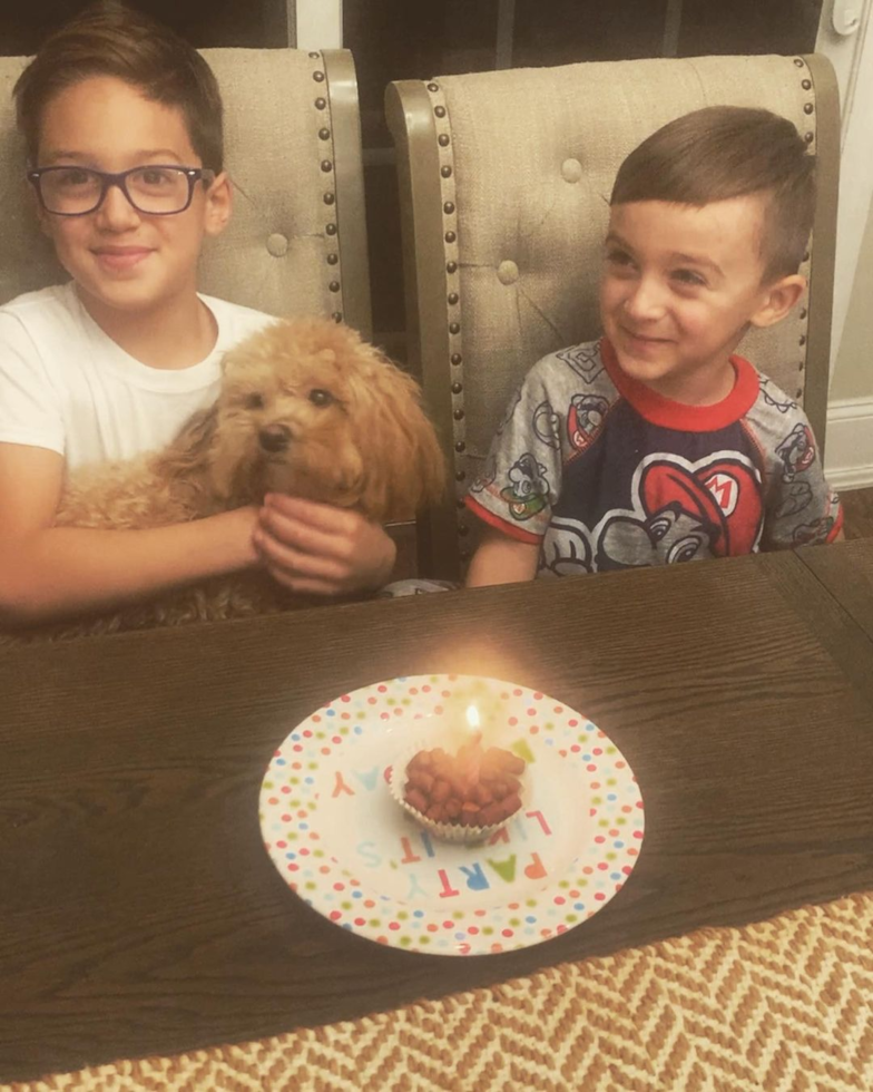 Fluffy Maltipoo Poodle Mix Pup