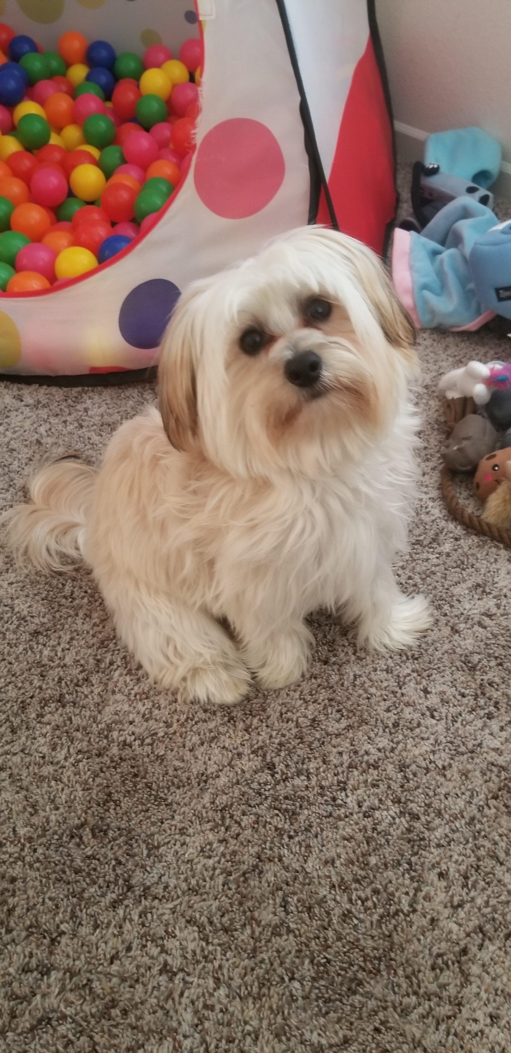 Petite Morkie Designer Pup