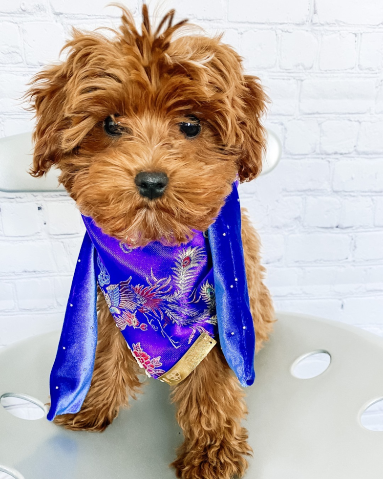 Adorable Cavoodle Poodle Mix Pup