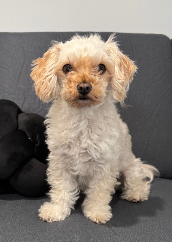 Sweet Maltipoo Pup