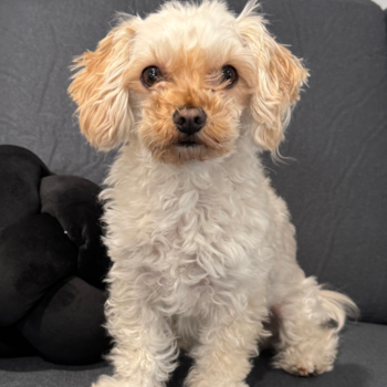 Sweet Maltipoo Pup