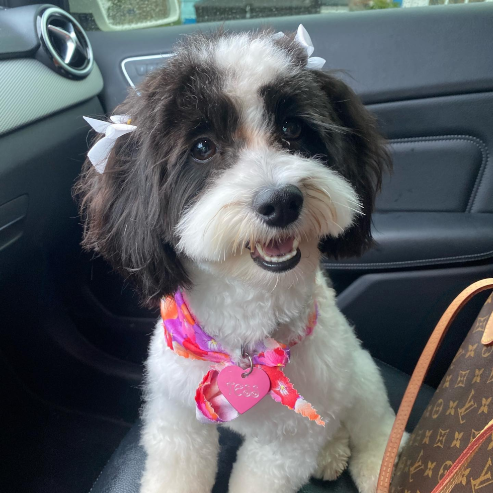 Sweet Havanese Pup in Cincinnati OH