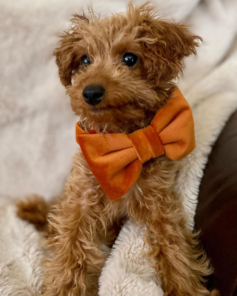 Sweet Cockapoo Pup in Rego Park NY