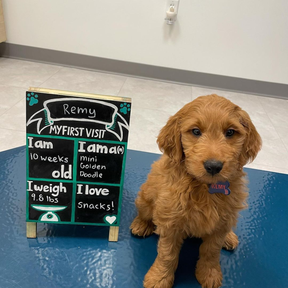 Smart Mini Goldendoodle Poodle Mix Pup