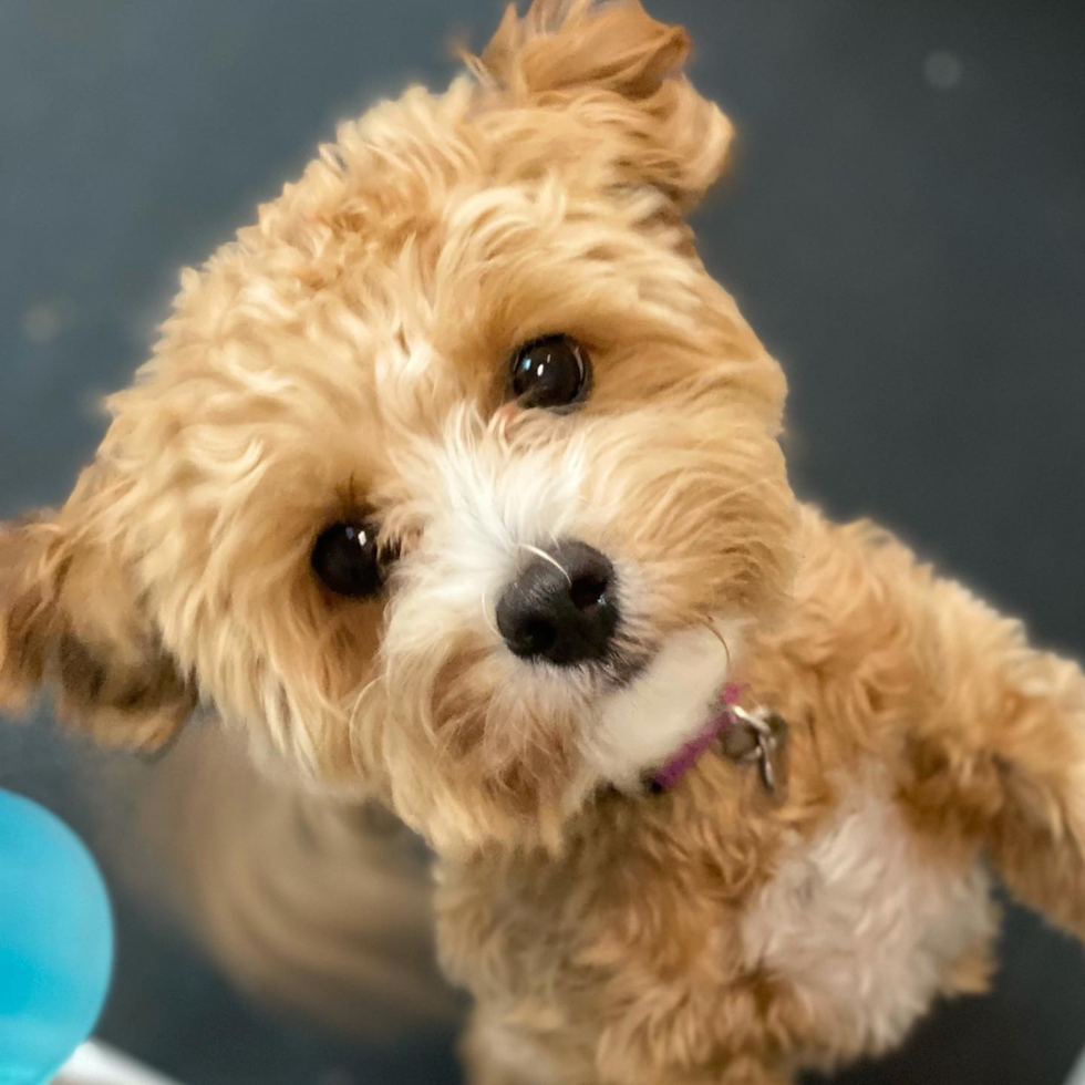 Happy Maltipoo Pup in Cheswick PA