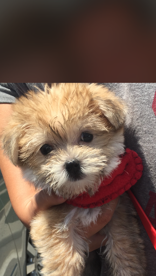 Energetic Yorkie Designer Puppy