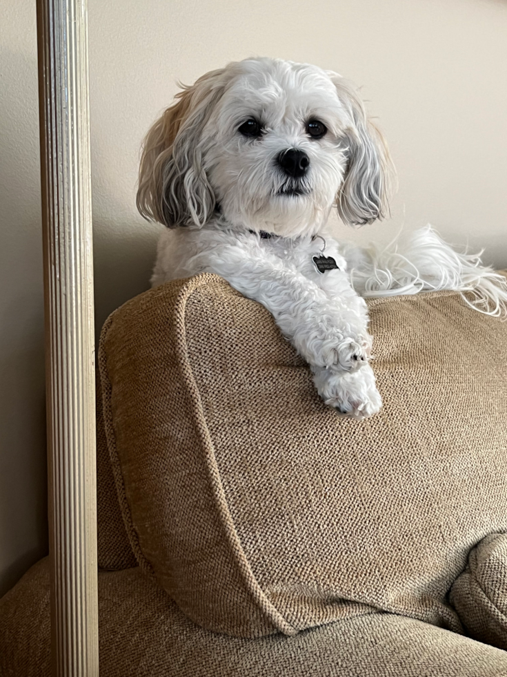 Little Shichon Designer Pup