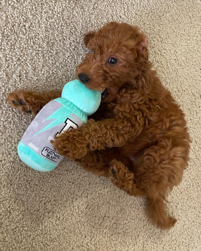 Santa Clara Mini Goldendoodle Pup