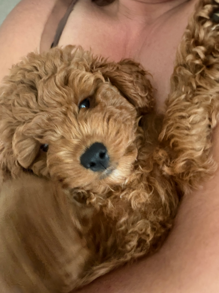 Happy Mini Goldendoodle Pup