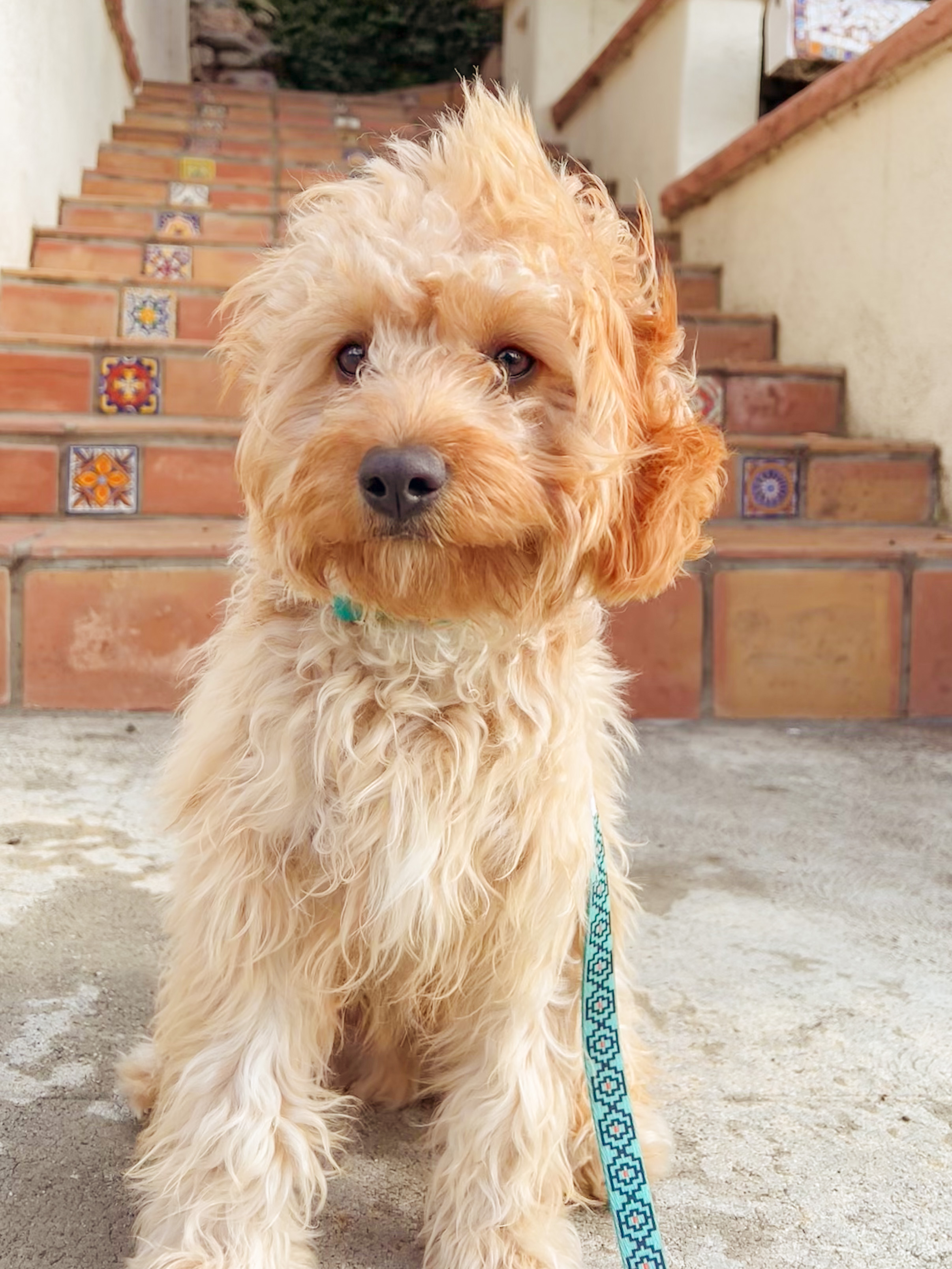 Petite Cavapoo Poodle Mix Pup