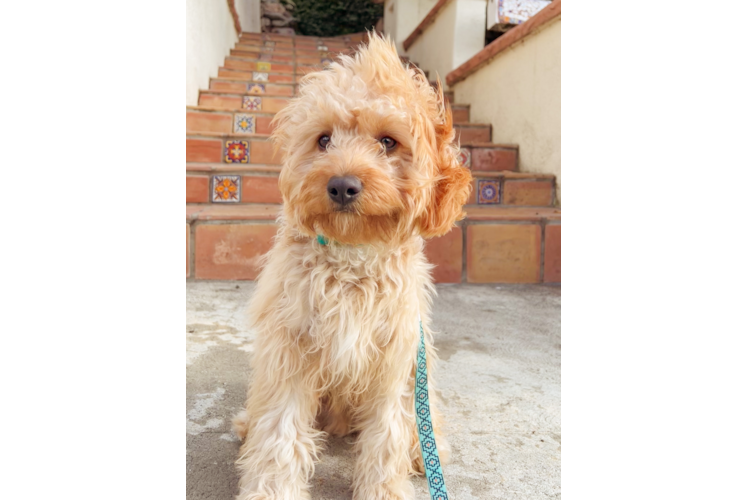 Petite Cavapoo Poodle Mix Pup