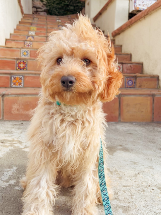 Hypoallergenic Cavoodle Poodle Mix Pup