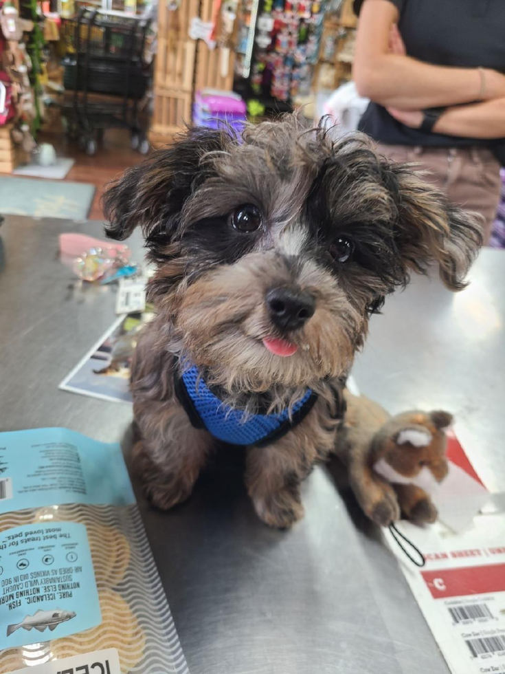 Yorkie Poo Pup