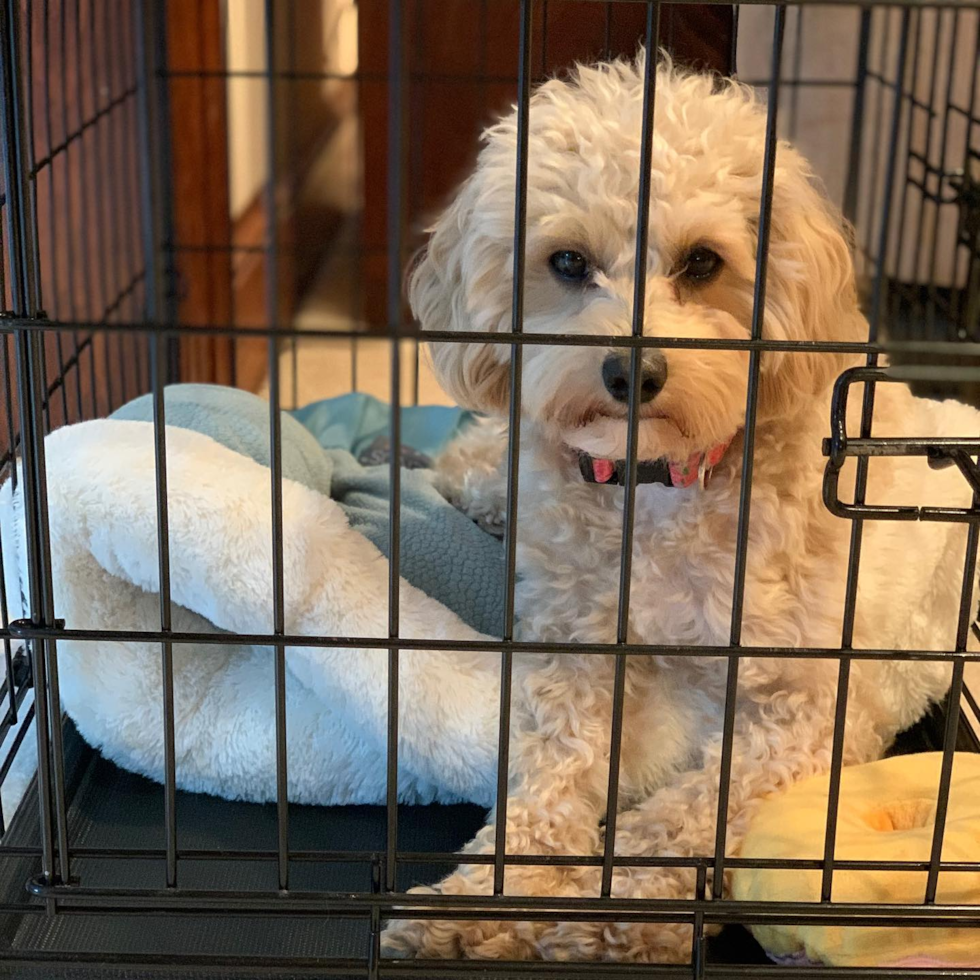 Little Cavoodle Poodle Mix Pup