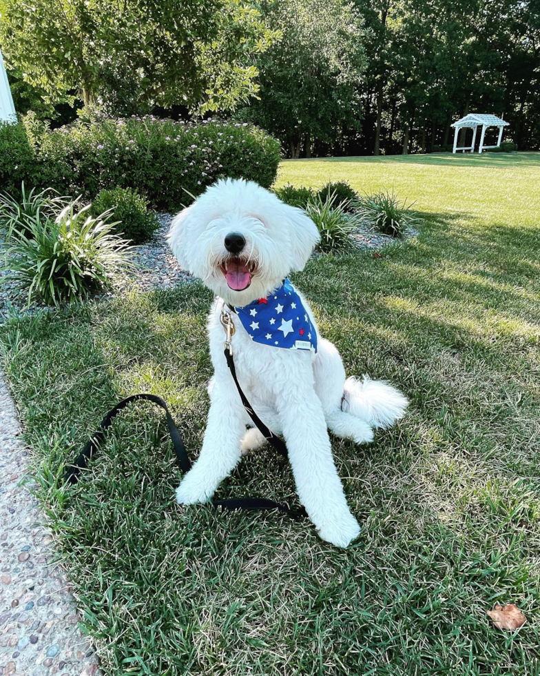 Mini Sheepadoodle Being Cute