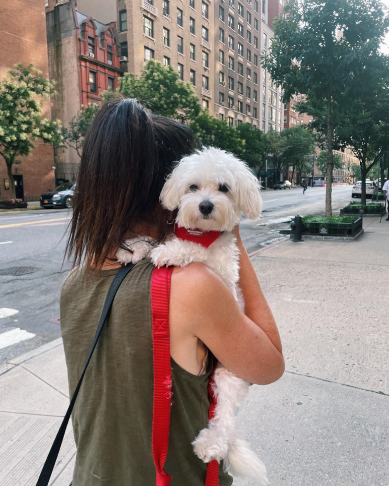 Petite Maltipoo Poodle Mix Pup