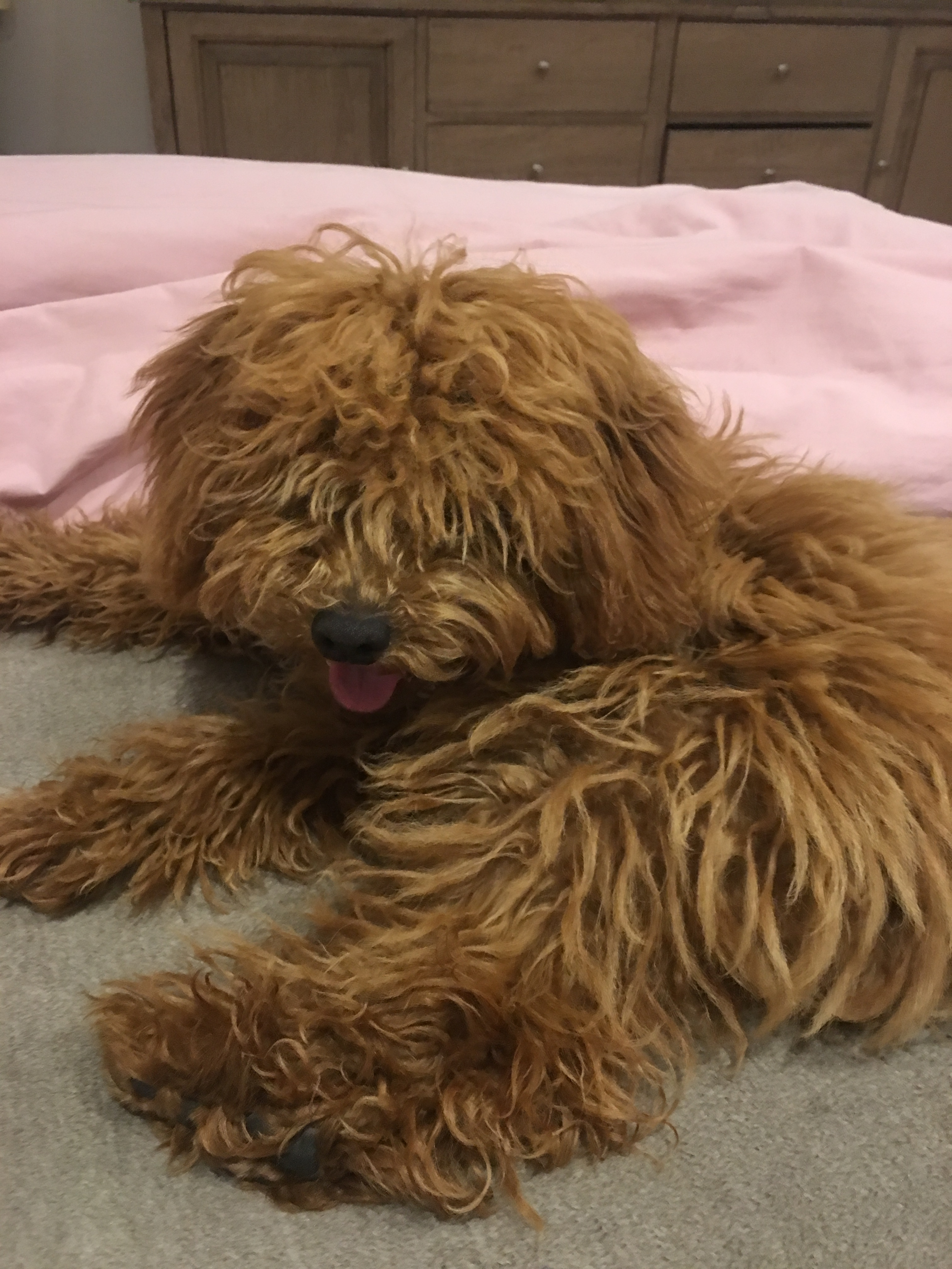 Best Cavapoo Baby