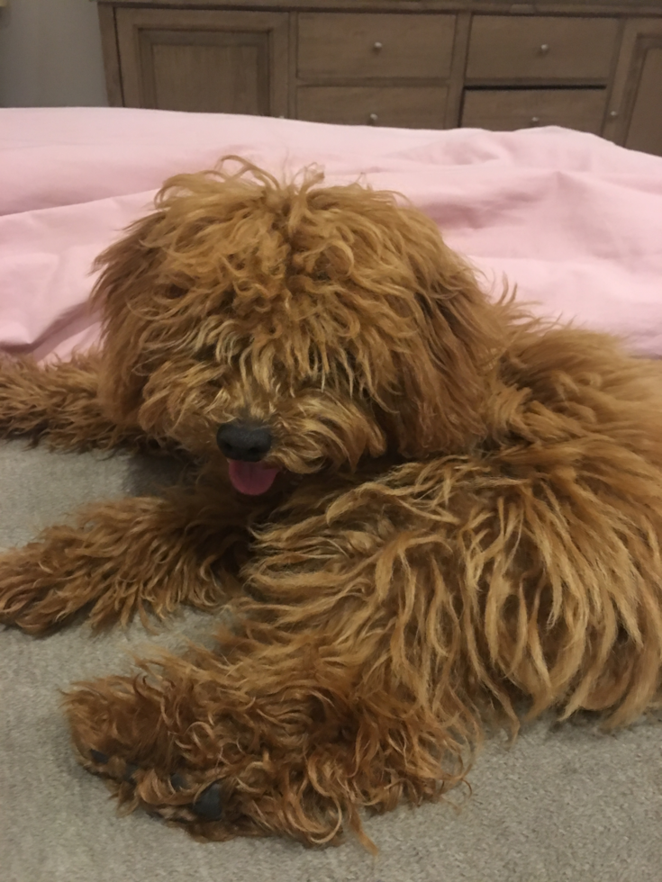 Cute Cavapoo Pup in La Jolla CA