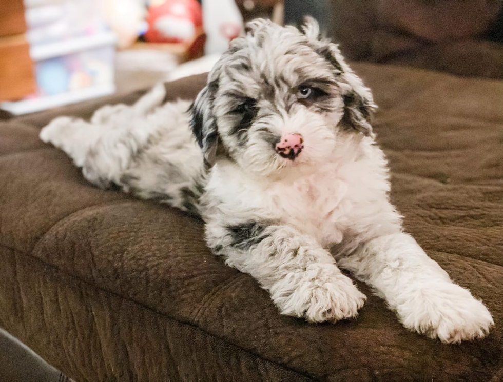 Energetic Sheep Dog Poodle Mix Pup