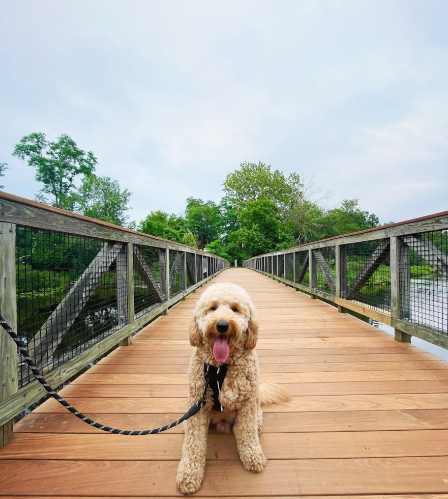 Adorable Golden Retriever Poodle Mix Pup