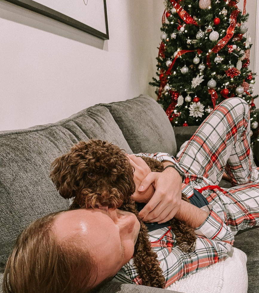 Friendly Poodle Purebred Pup