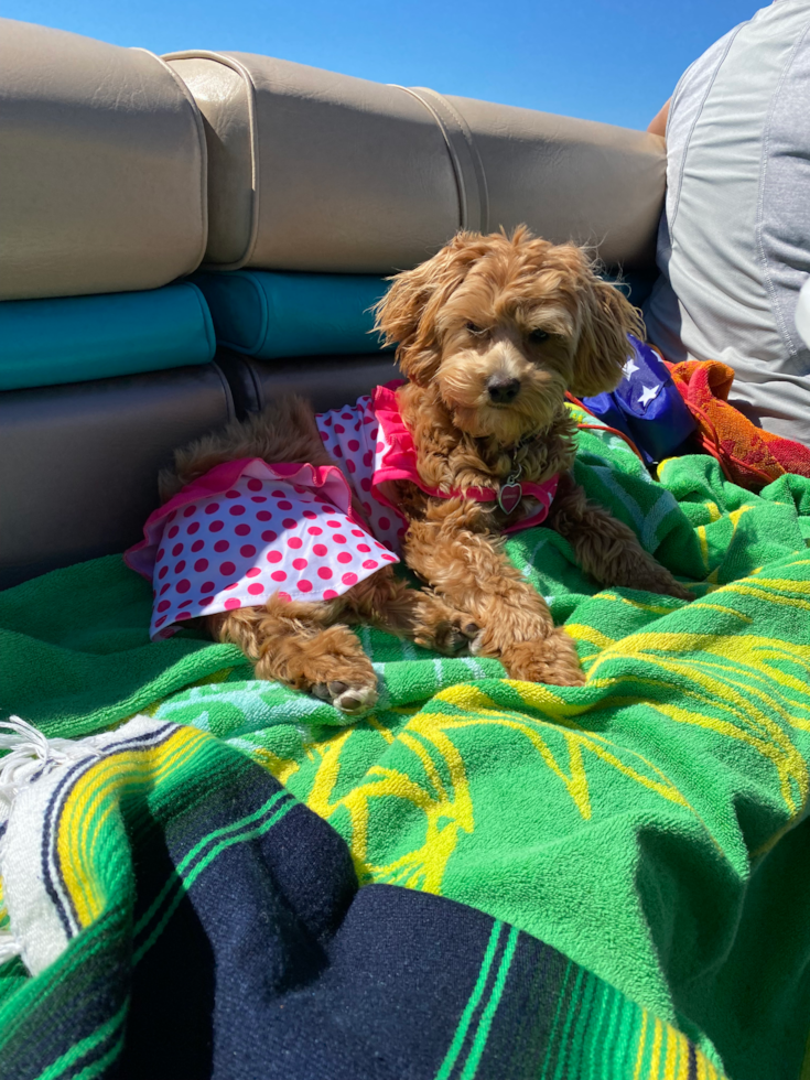 Petite Maltipoo Poodle Mix Pup