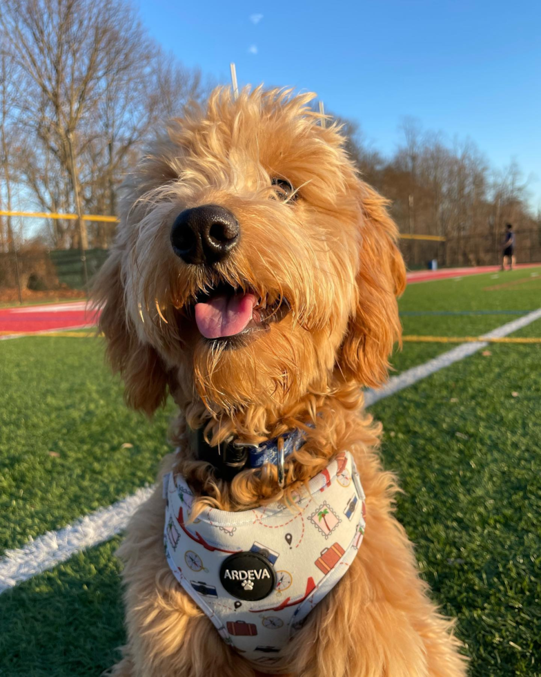 Little Golden Retriever Poodle Mix Pup