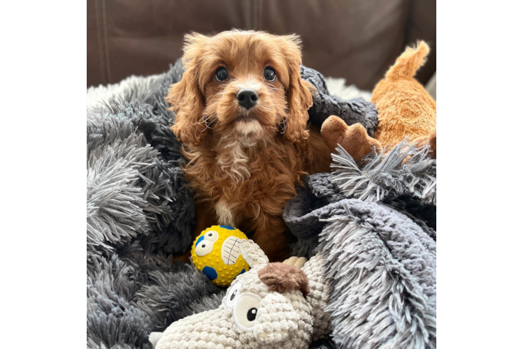 Best Cavapoo Baby