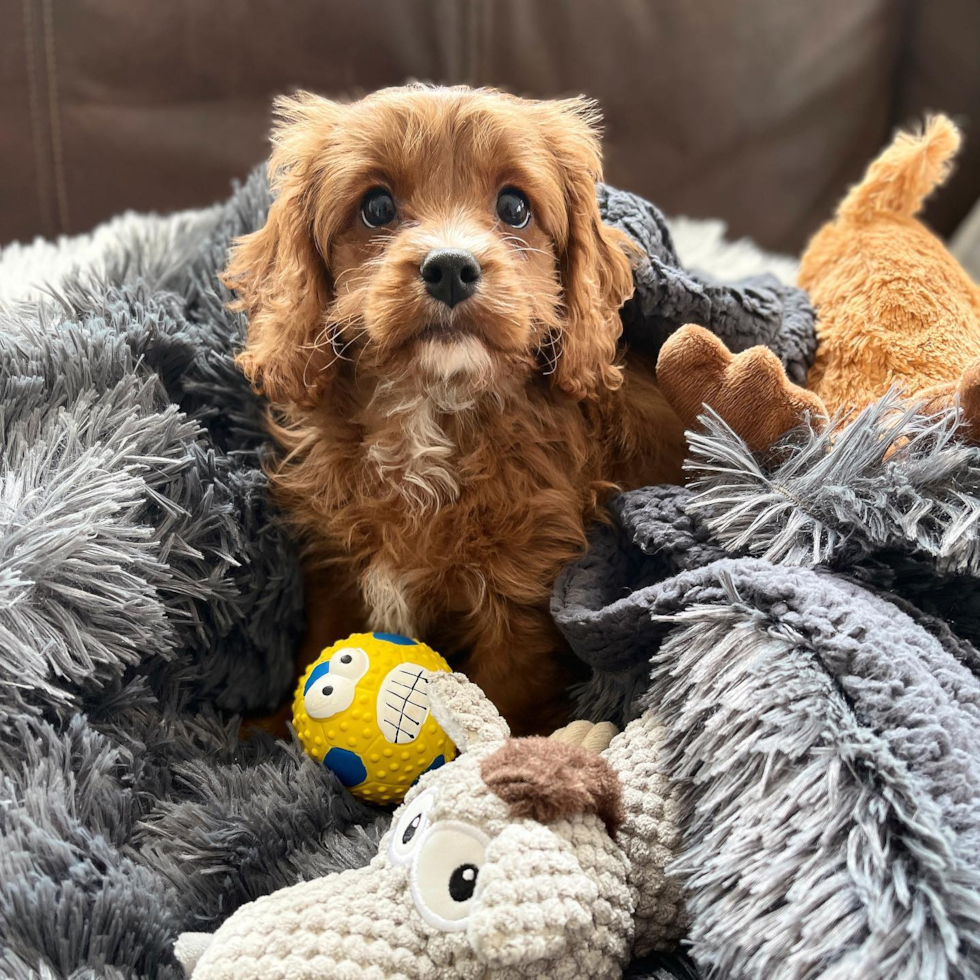 Adorable Cavoodle Poodle Mix Pup