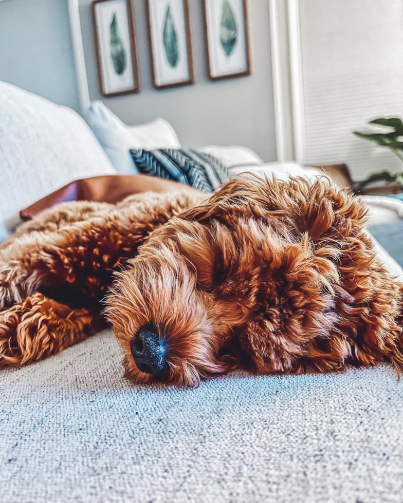 Frederick Cavapoo Pup