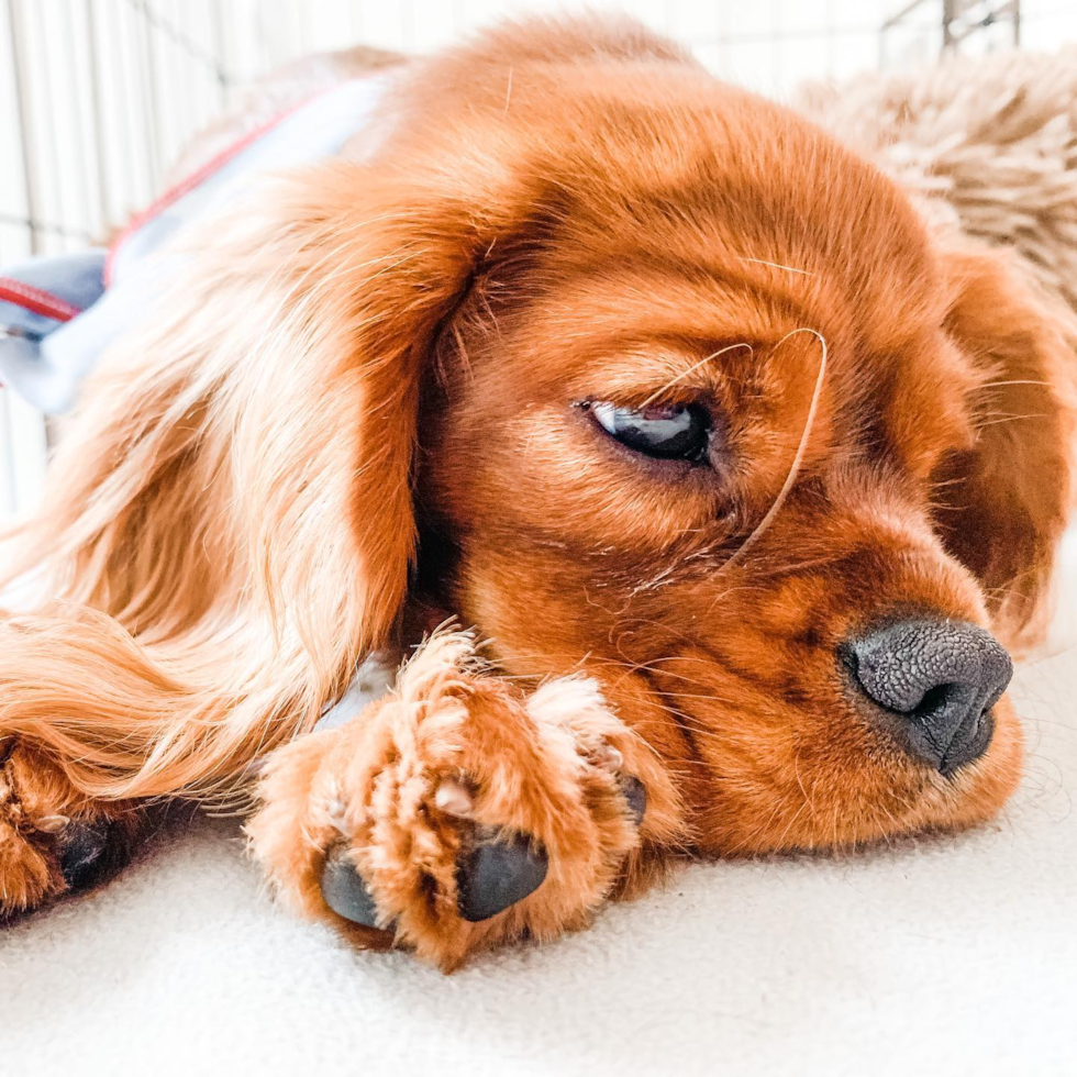 Cavalier King Charles Spaniel Being Cute