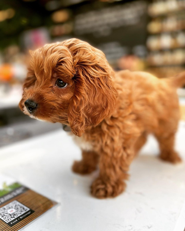 Cute Cavapoo Pup