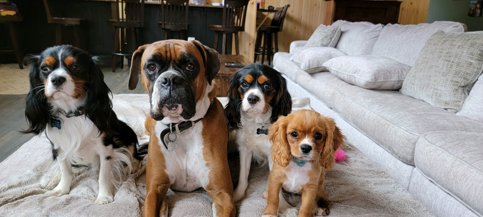 Funny Cavalier King Charles Spaniel Baby