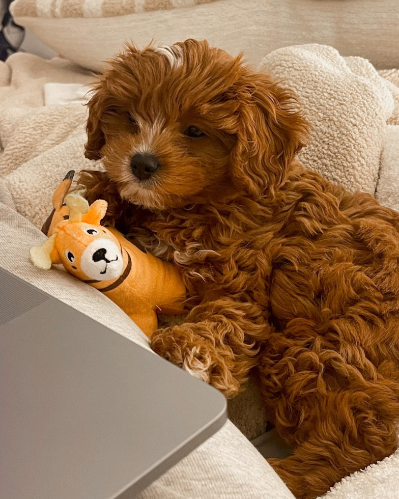 Petite Cavapoo Poodle Mix Pup