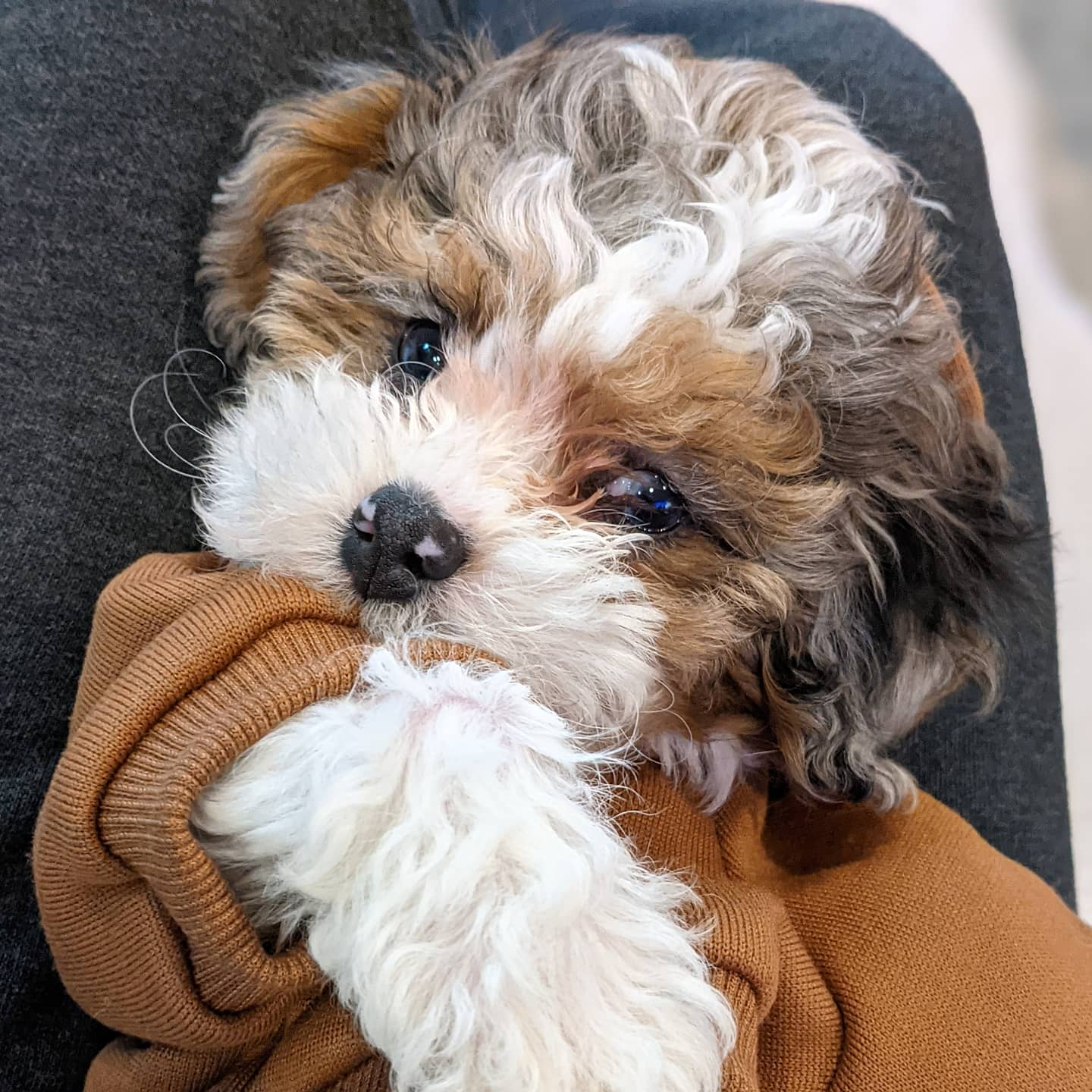 Shih Poo Pup Being Cute