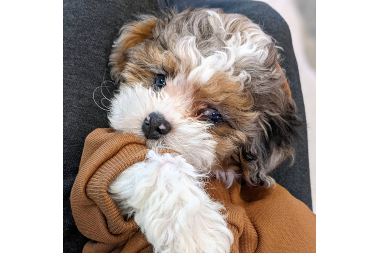 Shih Poo Pup Being Cute